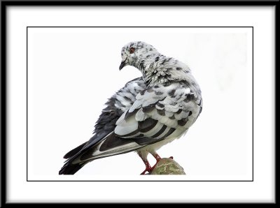 Rock Pigeon.jpg