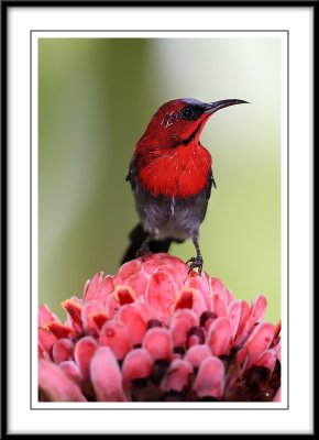 Crimson Sunbird.jpg
