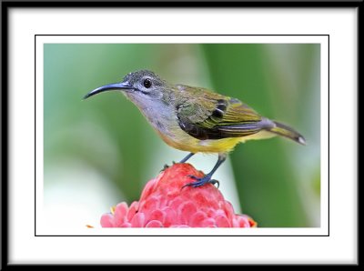 Little Spiderhunter.jpg