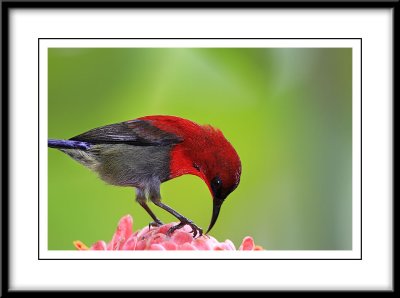 Crimson Sunbird 2.jpg