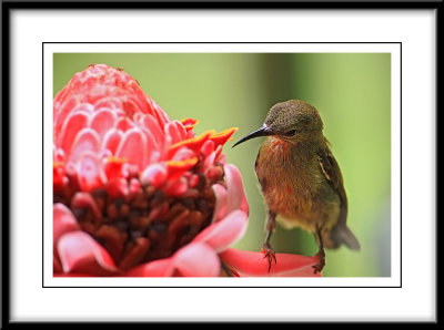 Crimson Sunbird 3 (juvenile).jpg