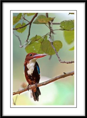 White throated kingfisher 3.jpg