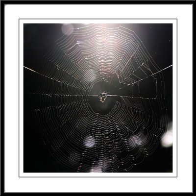 Backlit spider web.jpg
