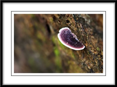 ANother fungi.jpg