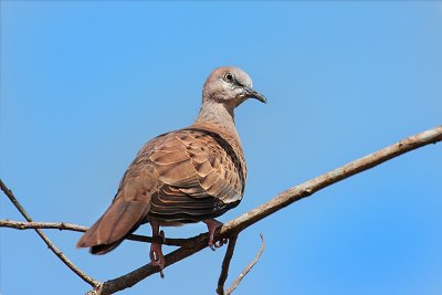 Juvenile Spotted Dove.jpg