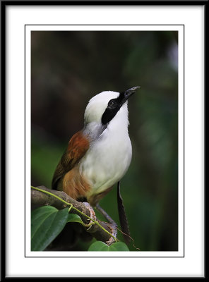 White crested Laughing Thrush.jpg