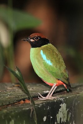 Hooded Pitta 2.jpg