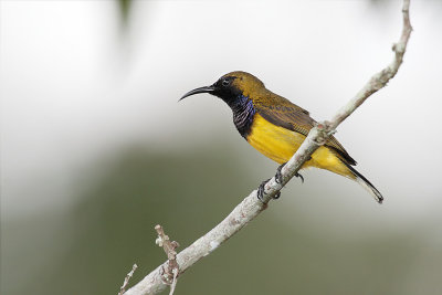 Olive backed Sunbird (male).jpg