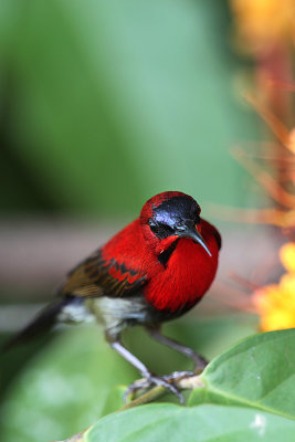 Crimson Sunbird 3.jpg