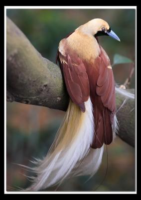 Beautiful bird 1.jpg