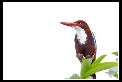 White-throated kingfisher.jpg