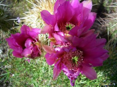 Desert in Bloom