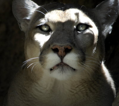 Mountain Lion