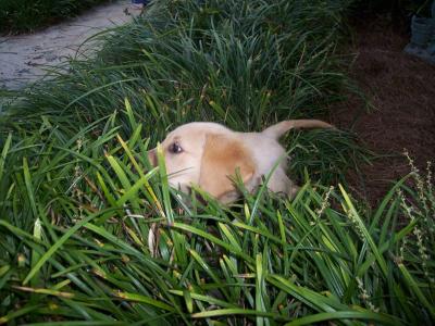 Waiting for His Prey