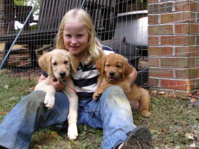 Still Three Goldens