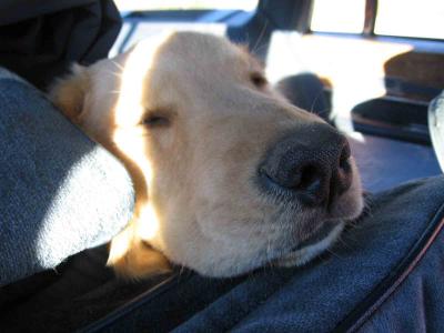 Sleeping in the Car