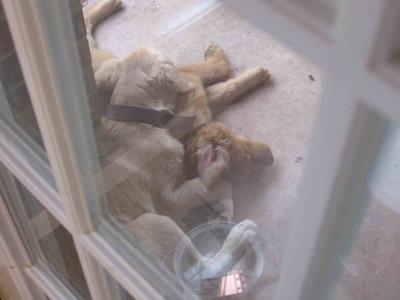 Mac and Royce Sleep