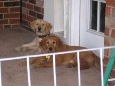 Mac and Royce on the Alert