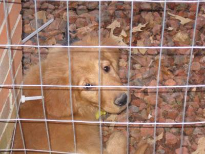 Imprisoned