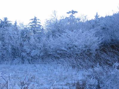 Fantastic  Frozen Frost