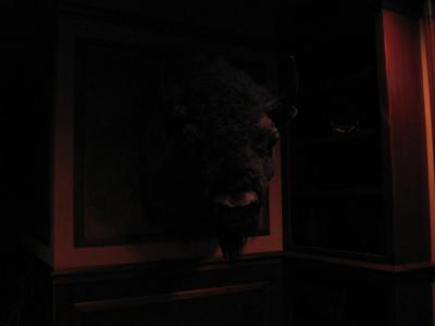Buffalo Posing