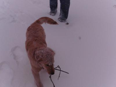 Carrying a Twig