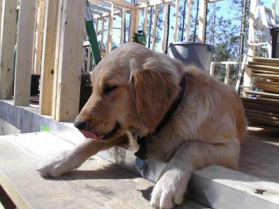 Licking Things