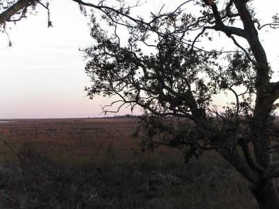 The Marsh