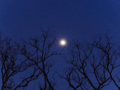 Moon in Tree at Dusk