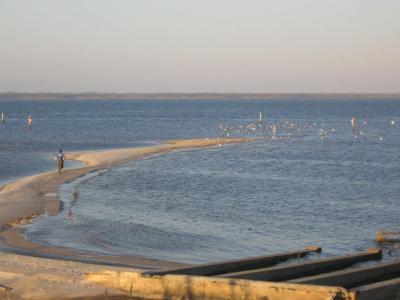 David Chasing Birds on Peninsula