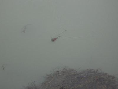 Critter Swimming