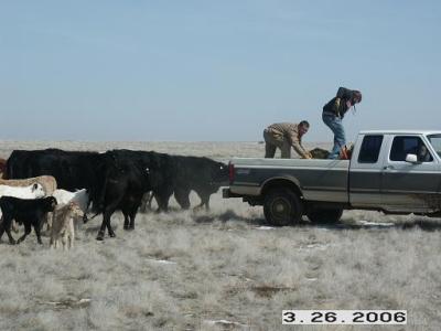 Feeding Cattle