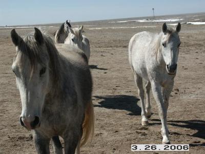 Carl and Barbara's Arabian Horses
