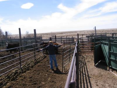 Clark Bonanza Baer Herding Cattle