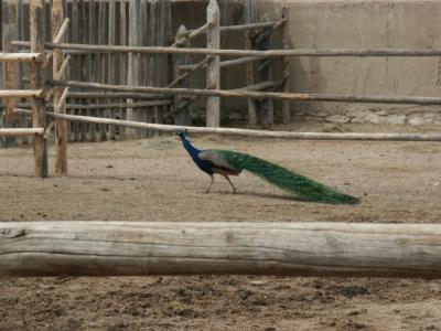 Bent's Old Peacock
