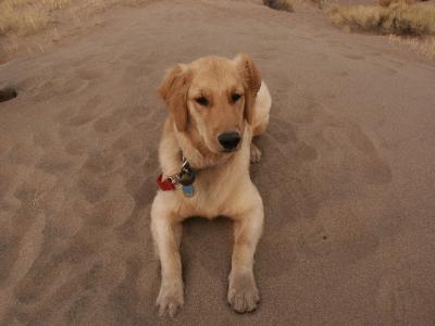 Dog on Dunes