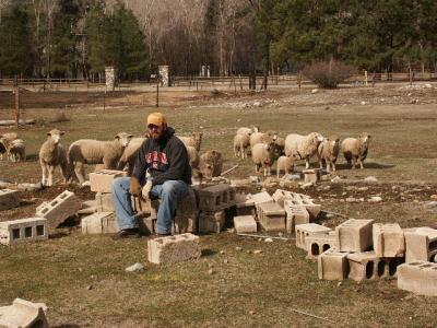 Clark with Baah-Sheep