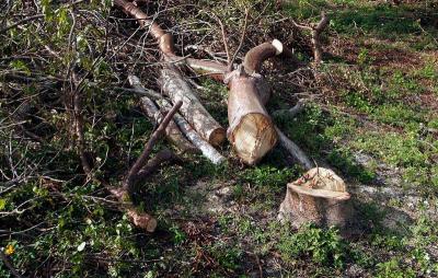 Tree Destruction Gallery:  Miami-Dade Expressway Authority (MDX) butchers trees on the Gratigny Parkway