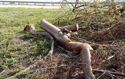 Tree abuse:  Gumbo Limbo tree along the Gratigny Parkway destroyed by the MDX photo #2