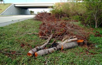 Tree abuse:  Live Oak tree chopped off at the ground along the Gratigny Parkway by the MDX photo #4