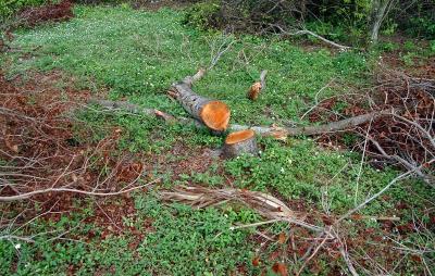 Tree abuse:  Live Oak tree chopped off at the ground along the Gratigny Parkway by the MDX photo #5