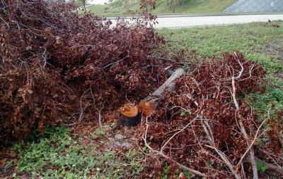 Tree abuse:  Live oak destroyed along the Gratigny Parkway by the MDX photo #6