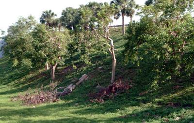Tree abuse:  Gumbo Limbo tree destroyed along the Gratigny Parkway instead of being uprighted by the MDX photo #8