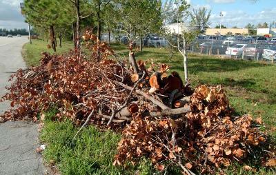 Tree abuse:  Chopped up trees just west of the Gratigny Parkway MDX toll plaza photo #9