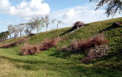 Tree abuse:  3 Live Oak trees destroyed along the Gratigny Parkway by the MDX photo #12