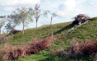 Tree abuse: Live Oak trees destroyed along the Gratigny Parkway by the MDX photo #13