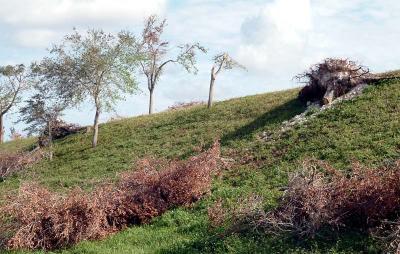 Tree abuse:  Live Oak trees destroyed along the Gratigny Parkway by the MDX photo #13