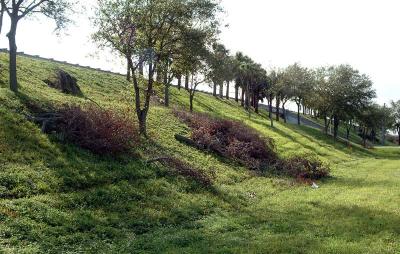 Tree abuse:  Live Oak trees destroyed along the Gratigny Parkway by the MDX photo #14