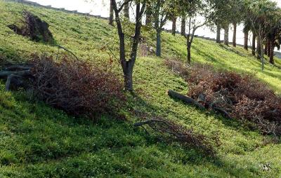 Tree abuse:  Live Oak trees destroyed along the Gratigny Parkway by the MDX photo #15