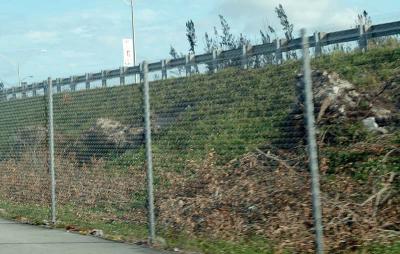 Tree abuse: Live Oak trees destroyed by the MDX on the Gratigny Parkway photo #18